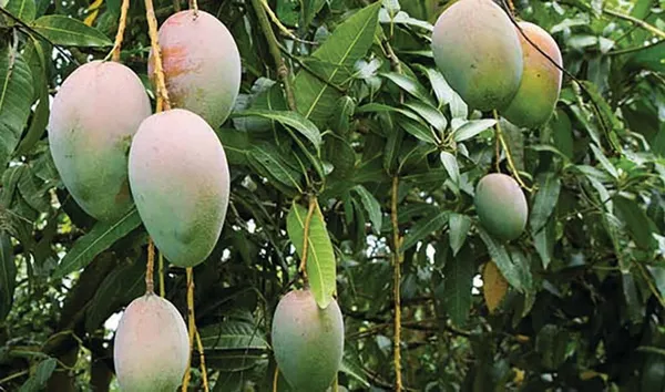 Live_Paheri/Pairi_Mango_Plant_Hybrid_1.5-2_Feet