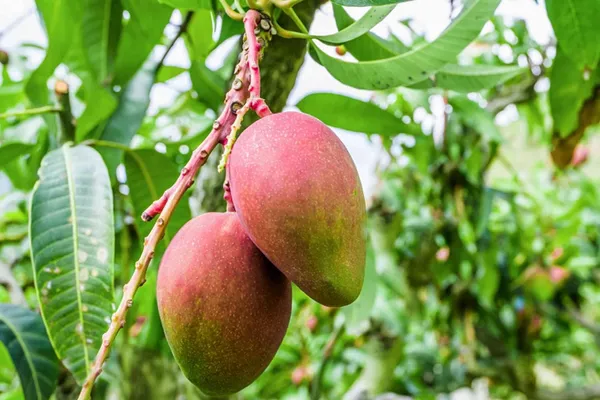Live_Sinduri_Mango/Gulab_Khaash_Mango_Plant_Hybrid