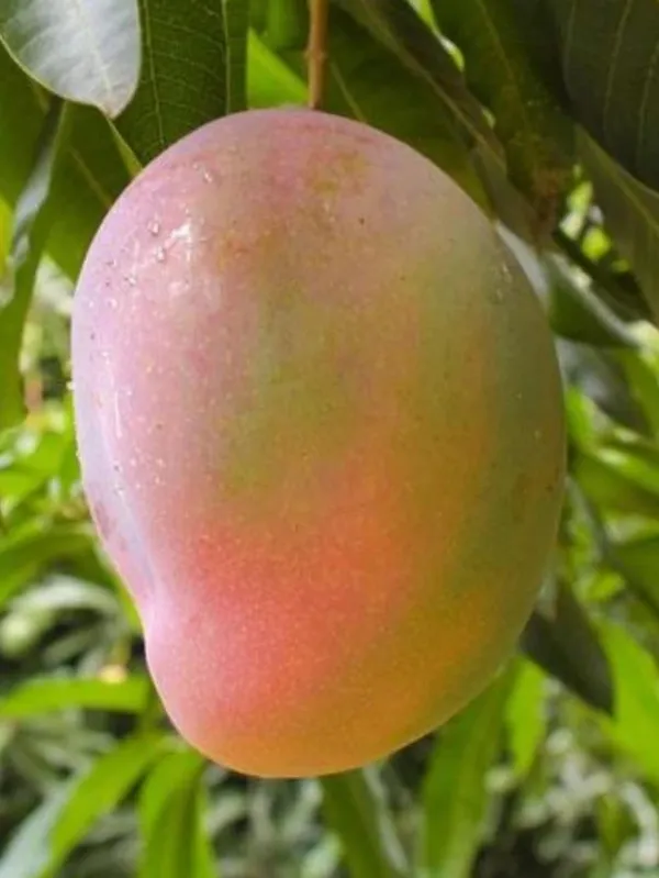 Live_Sinduri_Mango/Gulab_Khaash_Mango_Plant_Hybrid