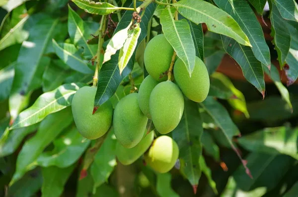 Live_Vanraj_Mango_Plant_Hybrid_1.5-2_Feet