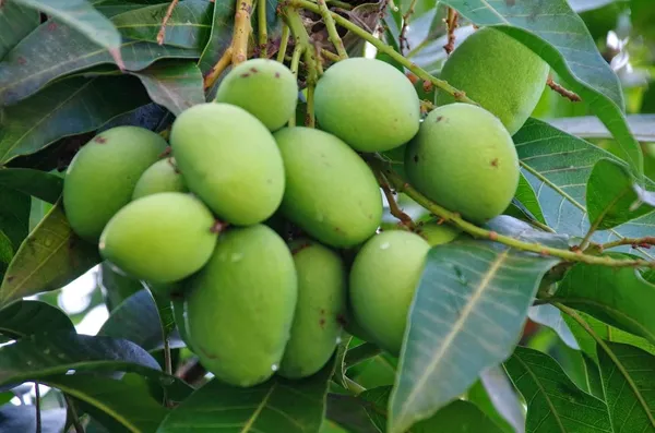 Live_Vanraj_Mango_Plant_Hybrid_1.5-2_Feet