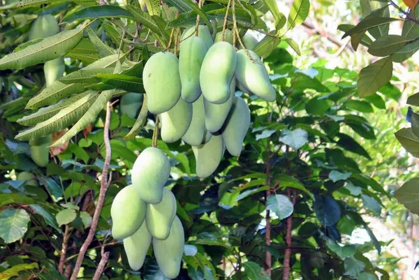 Mallika_Mango_Live_Plant_Hybrid
