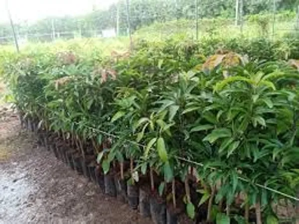 Mallika_Mango_Live_Plant_Hybrid