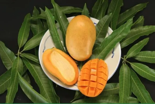Mallika_Mango_Live_Plant_Hybrid