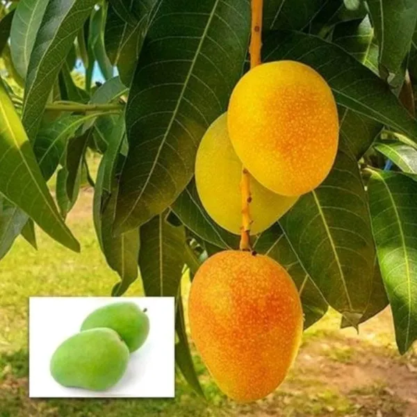 Sita_Bhog_Mango_Live_Plant_(Grafted)_Outdoor_Fruit&Fruits_Tree_Hybrid