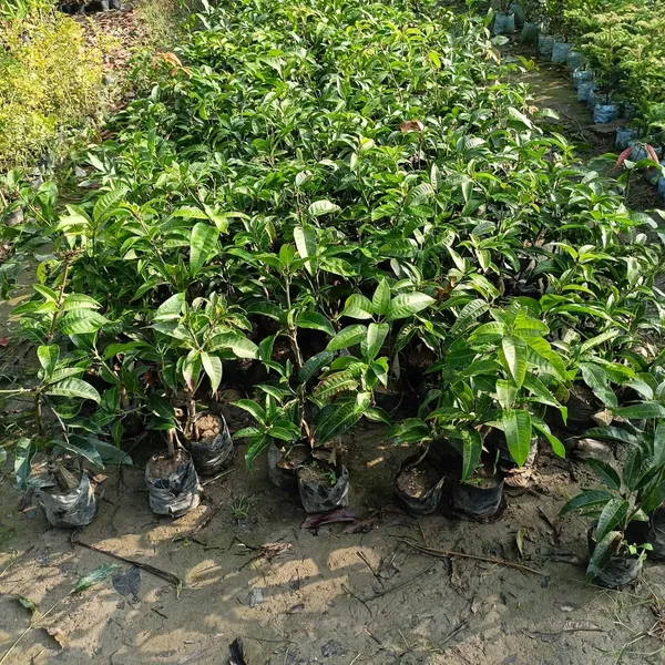 Sita_Bhog_Mango_Live_Plant_(Grafted)_Outdoor_Fruit&Fruits_Tree_Hybrid