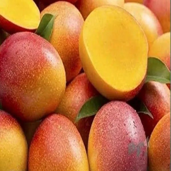Sita_Bhog_Mango_Live_Plant_(Grafted)_Outdoor_Fruit&Fruits_Tree_Hybrid