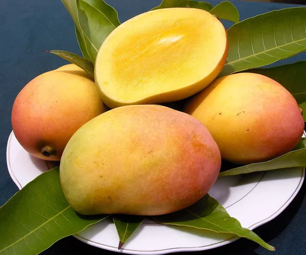 Sindhu_Mango_Tree_(Sindhu,_Grafted,_Seedless_Mango)_Plant_Hybrid_1.5-2_Feet