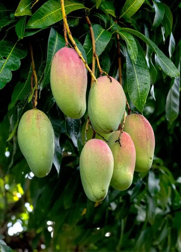 All_Time_Sweet_Mango_Plant_Grafted_Outdoor_Fruit&Fruits_Tree_Hybrid_Size_2_Feet_To_2.5_Feet