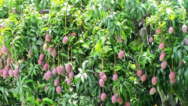 All_Time_Sweet_Mango_Plant_Grafted_Outdoor_Fruit&Fruits_Tree_Hybrid_Size_2_Feet_To_2.5_Feet
