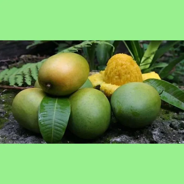 Langra_Mango_Live_Plant_Grafted_Hybrid_1.5-2_Feet