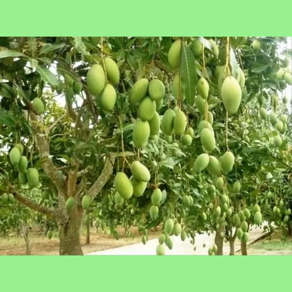 All_Time_Chok_Anan_Mango_Plant_Grafted