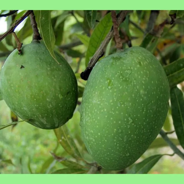 All_Time_Bombay_Green_Live_Mango_Plant_Grafted