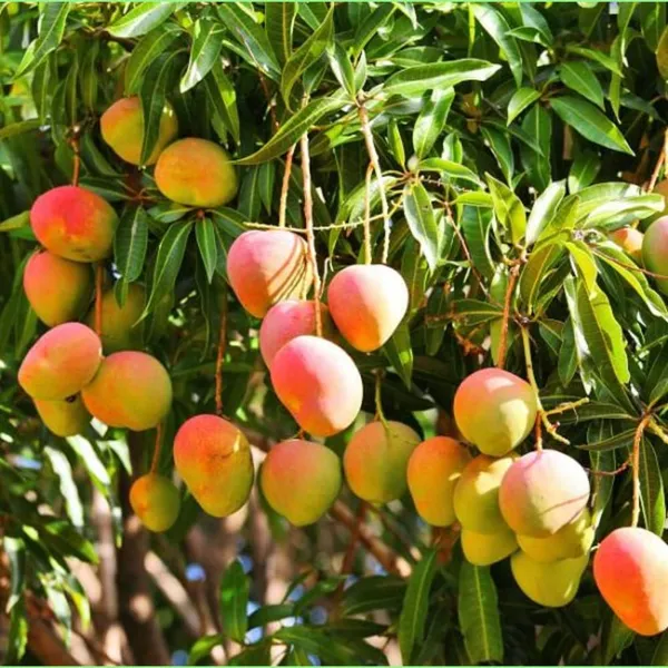 Grafted_Haden_Mango__Plant_Hybrid_1.5-2_Feet