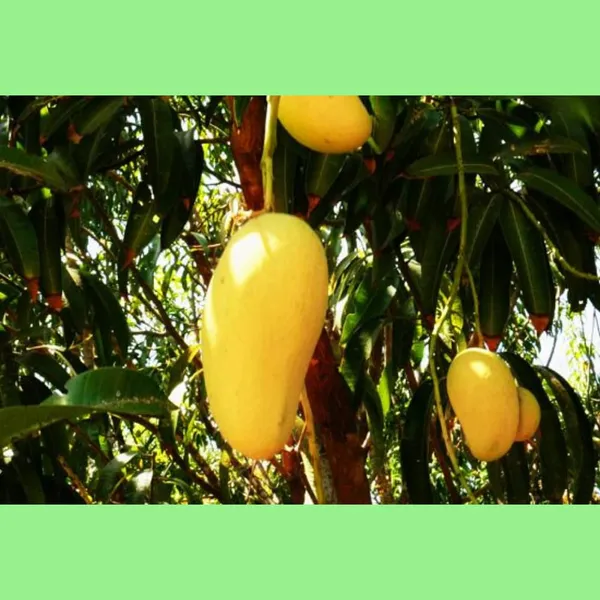 Grafted_Honey-Ataulfo_Mango_Plant_Hybrid