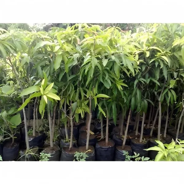 NurseryRed_Ivory_Mango_Plant_Grafted_(Plant_Height_1.5-2_Feet)Hybrid_Mango_Tree_Plant_Grafted_Plants_Fruit_After_1-2_Year_Dwarf_Mango_Tree_Fruit_Plant_For_Home_Garden