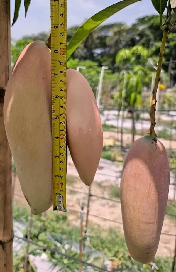 NurseryRed_Ivory_Mango_Plant_Grafted_(Plant_Height_1.5-2_Feet)Hybrid_Mango_Tree_Plant_Grafted_Plants_Fruit_After_1-2_Year_Dwarf_Mango_Tree_Fruit_Plant_For_Home_Garden