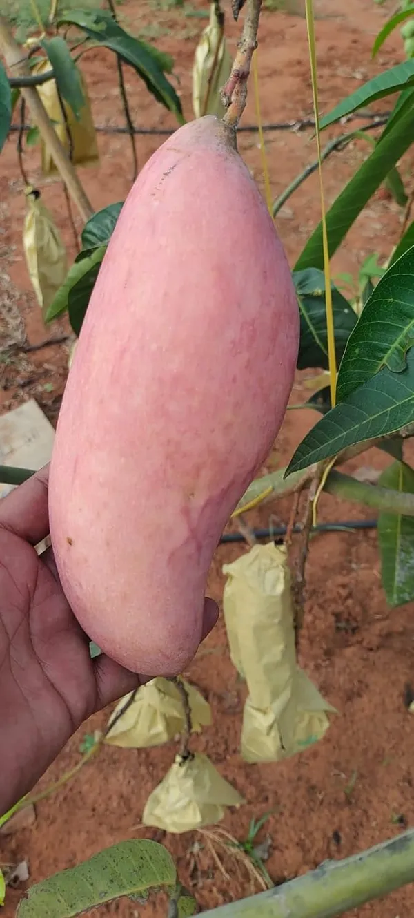 NurseryRed_Ivory_Mango_Plant_Grafted_(Plant_Height_1.5-2_Feet)Hybrid_Mango_Tree_Plant_Grafted_Plants_Fruit_After_1-2_Year_Dwarf_Mango_Tree_Fruit_Plant_For_Home_Garden