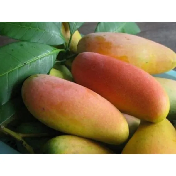 NurseryRed_Ivory_Mango_Plant_Grafted_(Plant_Height_1.5-2_Feet)Hybrid_Mango_Tree_Plant_Grafted_Plants_Fruit_After_1-2_Year_Dwarf_Mango_Tree_Fruit_Plant_For_Home_Garden