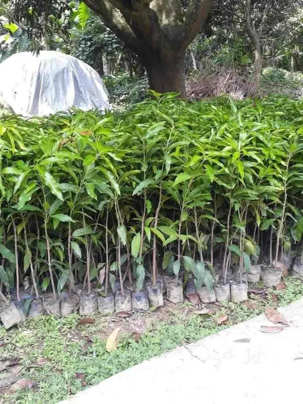 All_Time_Mango_Plant_Japanese_Variety_Grafted_Tree_Short_Time_Fruit_Plant_Healthy_Size_1.5_To_2_Feet