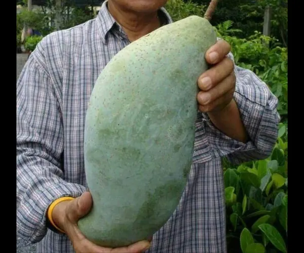 All_Time_Mango_Plant_Japanese_Variety_Grafted_Tree_Short_Time_Fruit_Plant_Healthy_Size_1.5_To_2_Feet