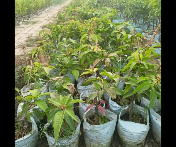 All_Time_Mango_Plant_Japanese_Variety_Grafted_Tree_Short_Time_Fruit_Plant_Healthy_Size_1.5_To_2_Feet