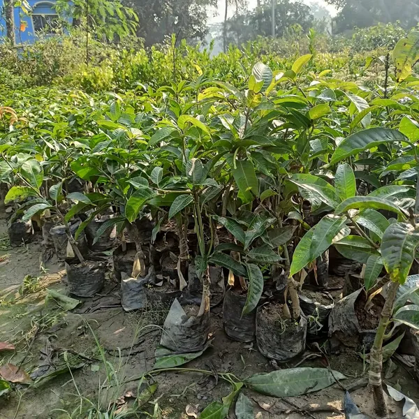 All_Time_Mango_Plant_Japanese_Variety_Grafted_Tree_Short_Time_Fruit_Plant_Healthy_Size_1.5_To_2_Feet