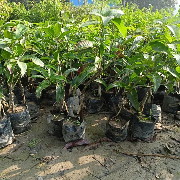 All_Time_Mango_Plant_Japanese_Variety_Grafted_Tree_Short_Time_Fruit_Plant_Healthy_Size_1.5_To_2_Feet