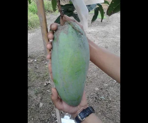 All_Time_Mango_Plant_Japanese_Variety_Grafted_Tree_Short_Time_Fruit_Plant_Healthy_Size_1.5_To_2_Feet