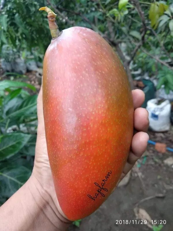 All_Time_Mango_Plant_Grafted_Tree_Japanese_Variety_(Height_2-3_Feet_Fruits_Come_After_1.5-2_Years_Of_Planting)_Healthy_Hybrid_Baramasi_Mango_Fruit_Plant_For_Home_Garden