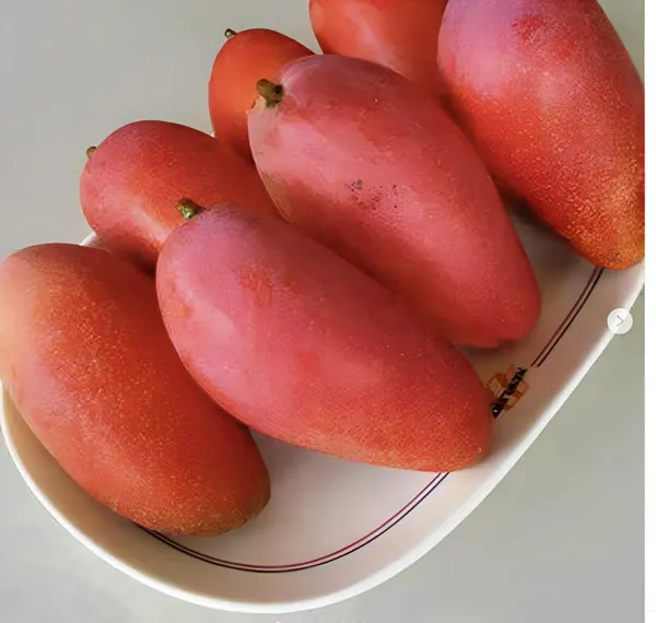 All_Time_Mango_Plant_Grafted_Tree_Japanese_Variety_(Height_2-3_Feet_Fruits_Come_After_1.5-2_Years_Of_Planting)_Healthy_Hybrid_Baramasi_Mango_Fruit_Plant_For_Home_Garden