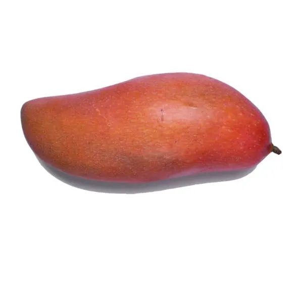All_Time_Mango_Plant_Grafted_Tree_Japanese_Variety_(Height_2-3_Feet_Fruits_Come_After_1.5-2_Years_Of_Planting)_Healthy_Hybrid_Baramasi_Mango_Fruit_Plant_For_Home_Garden