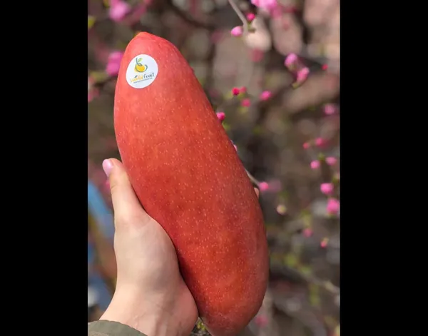 All_Time_Mango_Plant_Grafted_Tree_Japanese_Variety_(Height_2-3_Feet_Fruits_Come_After_1.5-2_Years_Of_Planting)_Healthy_Hybrid_Baramasi_Mango_Fruit_Plant_For_Home_Garden