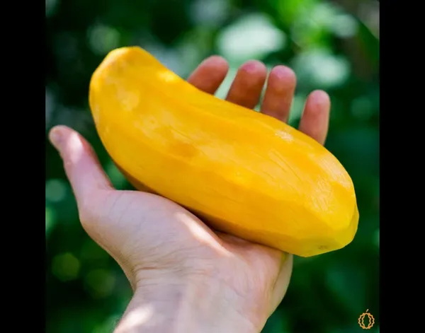 All_Time_Mango_Plant_Japanese_Variety_Grafted_Tree_Short_Time_Fruit_Plant_Healthy_Size_1.5_To_2_Feet