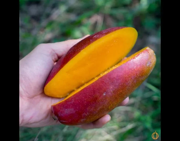 All_Time_Mango_Plant_Japanese_Variety_Grafted_Tree_Short_Time_Fruit_Plant_Healthy_Size_1.5_To_2_Feet