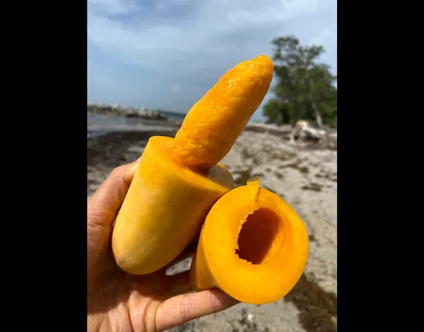All_Time_Mango_Plant_Japanese_Variety_Grafted_Tree_Short_Time_Fruit_Plant_Healthy_Size_1.5_To_2_Feet