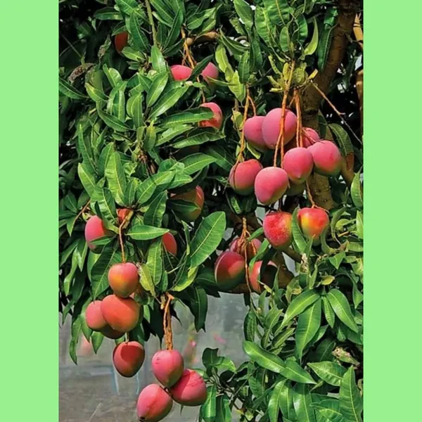 All_Time_Palmer_Mango_Live_Plant_Grafted