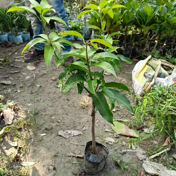 All_Time_Palmer_Mango_Live_Plant_Grafted