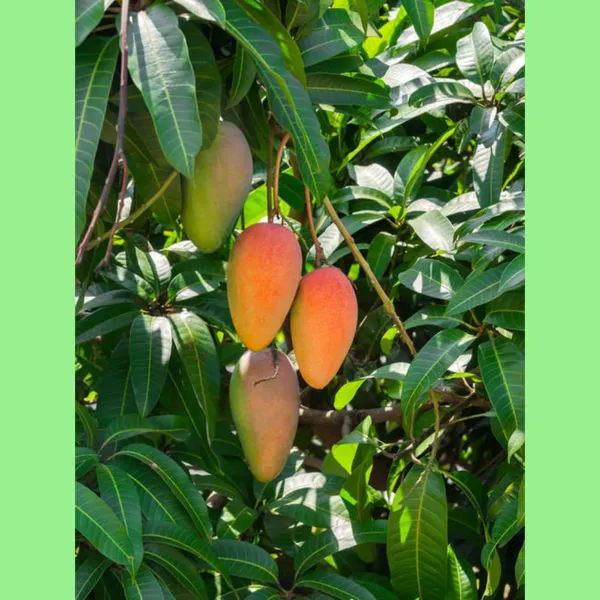 Rainbow_Mango_Live_Plant_Grafted_P2_Hybrid_1.5-2_Feet