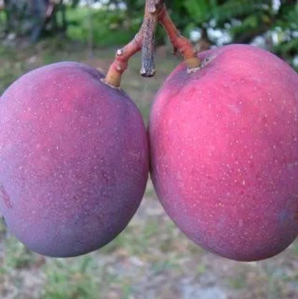 Tommy_Atkins_Live_Mango_Plant_Grafted_Hybrid_1.5-2_Feet_Healthy_Mango_Frout_Tree_Fruit_After_1_Year_Live_Plant_For_Home_Garden