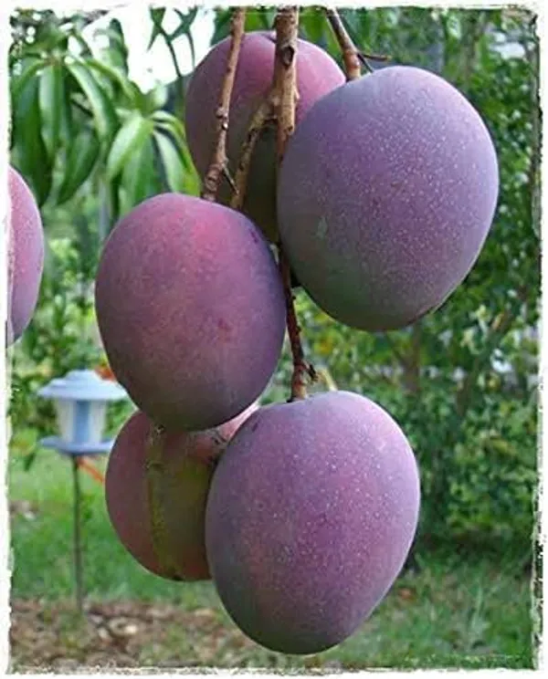 Tommy_Atkins_Live_Mango_Plant_Grafted_Hybrid_1.5-2_Feet_Healthy_Mango_Frout_Tree_Fruit_After_1_Year_Live_Plant_For_Home_Garden