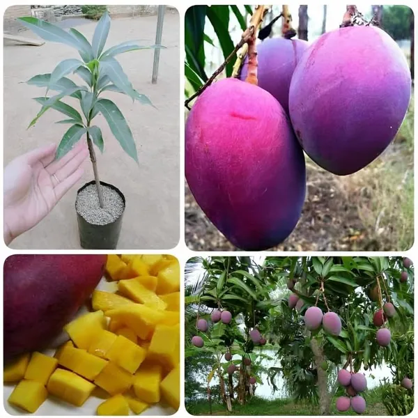 Tommy_Atkins_Live_Mango_Plant_Grafted_Hybrid_1.5-2_Feet_Healthy_Mango_Frout_Tree_Fruit_After_1_Year_Live_Plant_For_Home_Garden