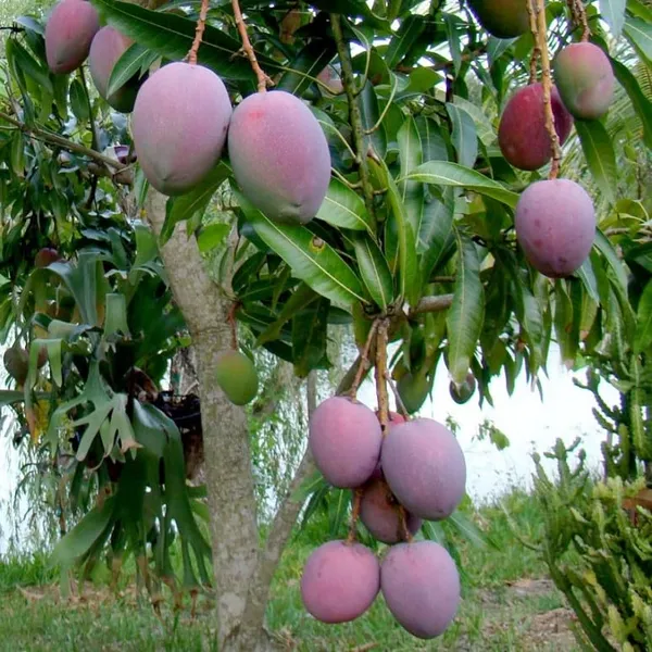 Tommy_Atkins_Live_Mango_Plant_Grafted_Hybrid_1.5-2_Feet_Healthy_Mango_Frout_Tree_Fruit_After_1_Year_Live_Plant_For_Home_Garden