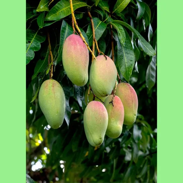 Valencia-Pride_Mango_Live_Plant_Hybrid_1.5-2_Feet