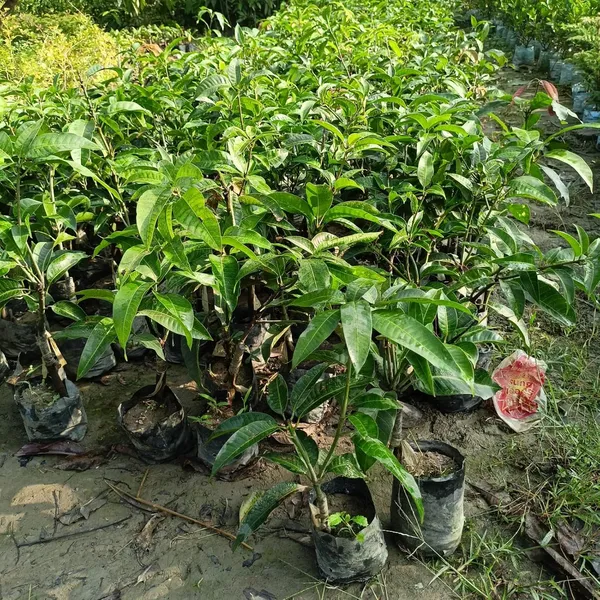 Valencia-Pride_Mango_Live_Plant_Hybrid_1.5-2_Feet