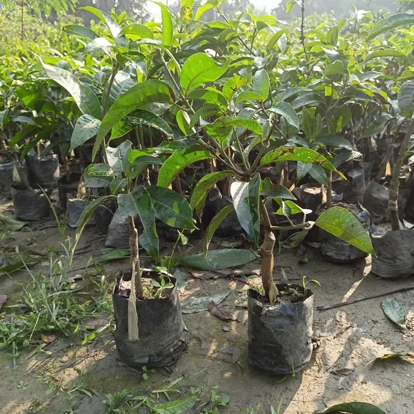 Valencia-Pride_Mango_Live_Plant_Hybrid_1.5-2_Feet