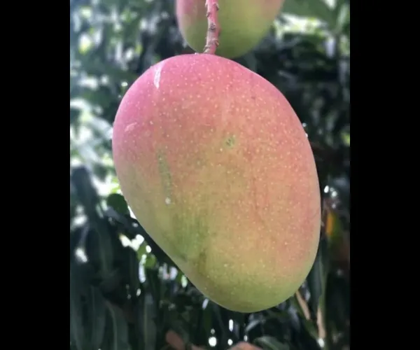 All_Time_Mango_Plant_Japanese_Variety_Grafted_Tree_Short_Time_Fruit_Plant_Healthy_Size_1.5_To_2_Feet