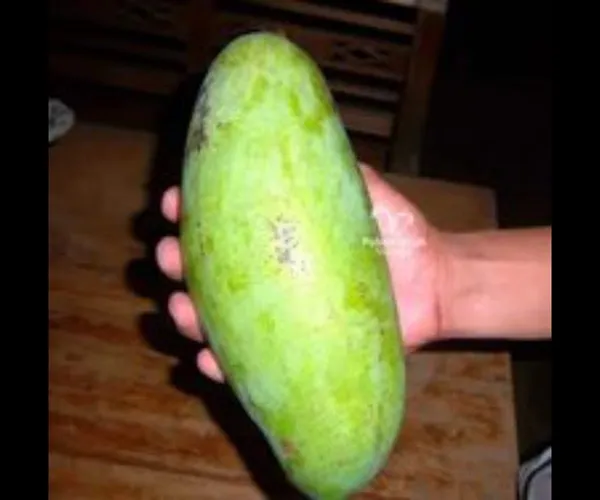 All_Time_Mango_Plant_Japanese_Variety_Grafted_Tree_Short_Time_Fruit_Plant_Healthy_Size_1.5_To_2_Feet_Teal