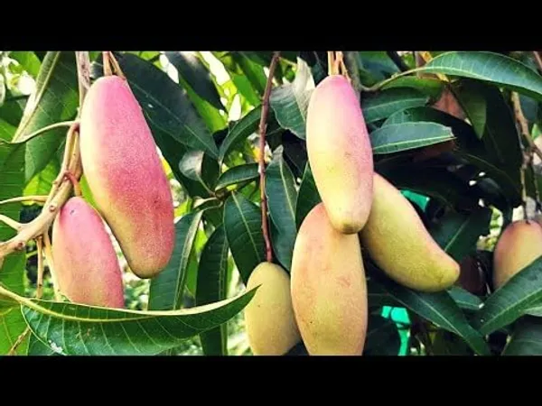 All-Time_Mango_Plant_Grafted_Tree_Japanese_Variety_(Height_2-3_Feet_Fruits_Come_After_1-2_Years_Of_Planting)_Healthy_Hybrid_Baramasi_Mango_Fruit_Plant_For_Home_Garden