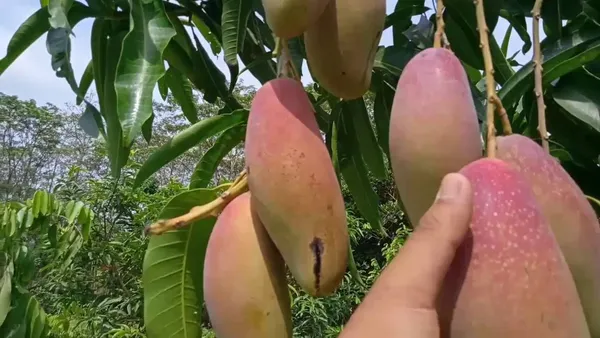 All-Time_Mango_Plant_Grafted_Tree_Japanese_Variety_(Height_2-3_Feet_Fruits_Come_After_1-2_Years_Of_Planting)_Healthy_Hybrid_Baramasi_Mango_Fruit_Plant_For_Home_Garden